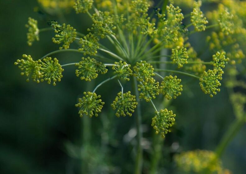 Fennel seeds are used to make tinctures to treat cervical bone tumors
