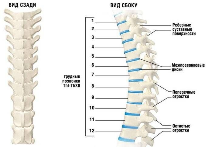 cervical bone